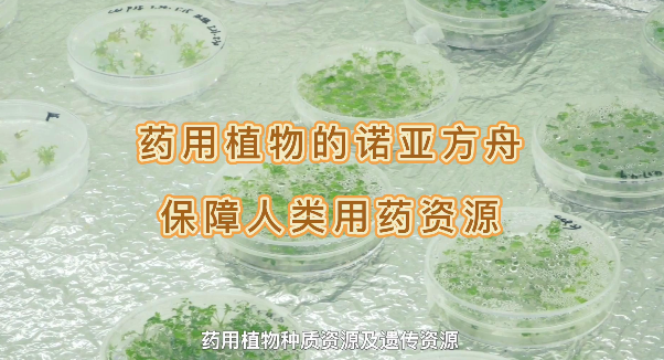 ҩ��ֲ���ŵ�Ƿ��ۣ�����������������ҩ����Դ